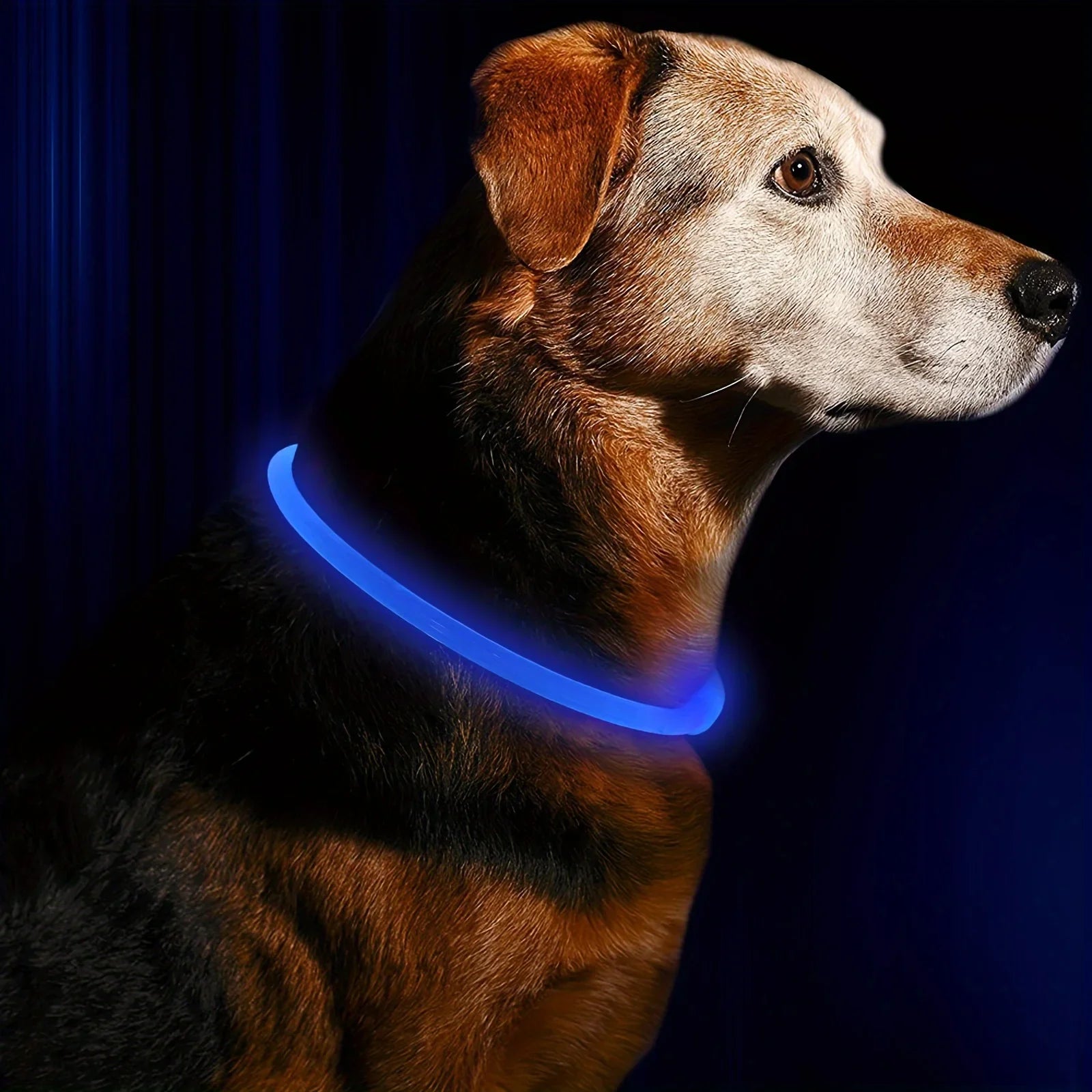 Collier LED Lumineux pour Chien - Rechargeable USB Anti-Perte Sécurité
