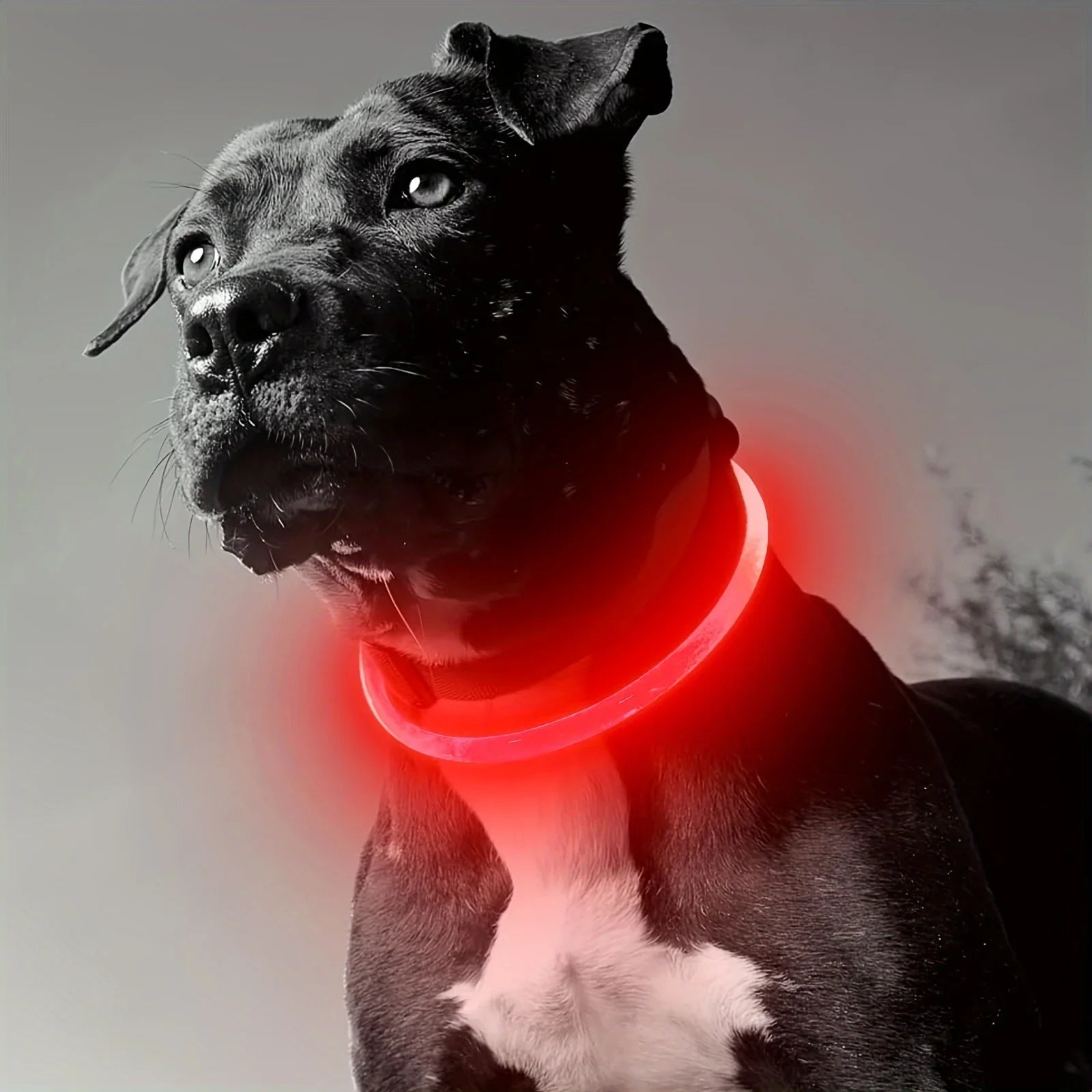 Collier LED Lumineux pour Chien - Rechargeable USB Anti-Perte Sécurité